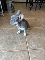 Milo, a male French Bulldog for sale in Yucaipa, CA – Photo 6 of 6