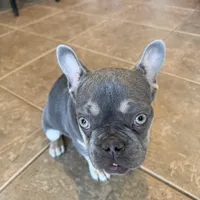 Milo, a male French Bulldog for sale in Yucaipa, CA – Photo 5 of 6