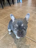 Milo, a male French Bulldog for sale in Yucaipa, CA – Photo 5 of 6