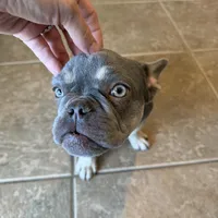 Milo, a male French Bulldog for sale in Yucaipa, CA – Photo 2 of 6