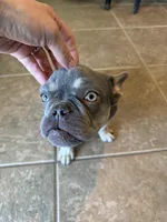 Milo, a male French Bulldog for sale in Yucaipa, CA – Photo 2 of 6