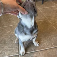 Milo, a male French Bulldog for sale in Yucaipa, CA – Photo 4 of 6