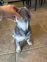 Milo, a male French Bulldog for sale in Yucaipa, CA – Photo 4 of 6