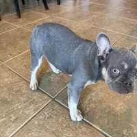 Milo, a male French Bulldog for sale in Yucaipa, CA – Photo 1 of 6