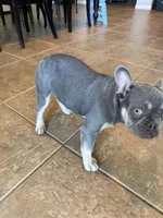 Milo, a male French Bulldog for sale in Yucaipa, CA – Photo 1 of 6