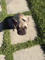 Mazzi, a male French Bulldog for sale in Yucaipa, CA – 3 of 4