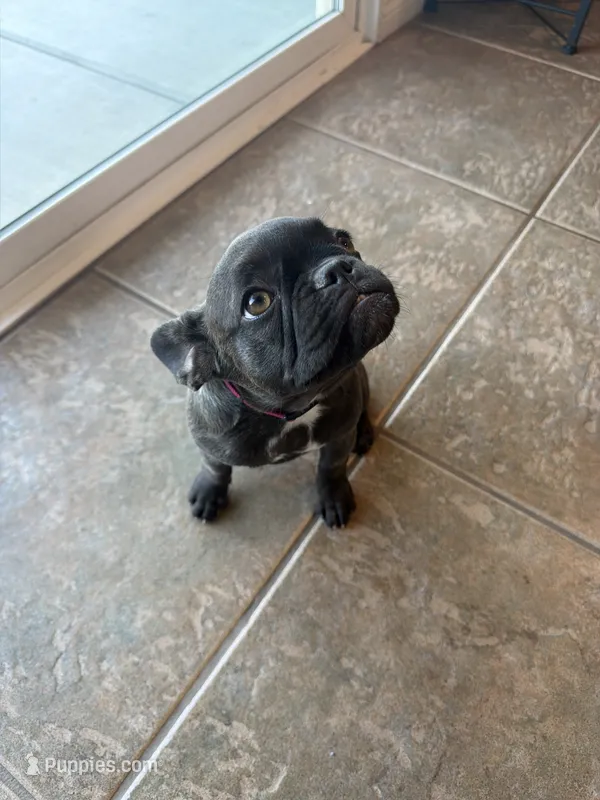 Charlie ❤️ – French Bulldog puppy for sale in Yucaipa, CA