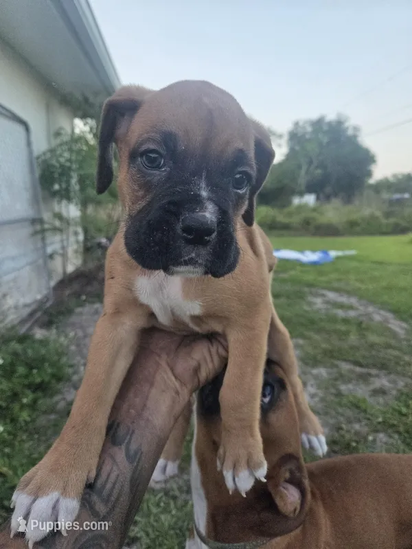 Diesel – Boxer puppy for sale in Punta Gorda, FL