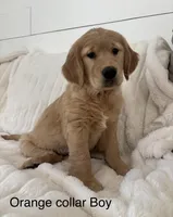 Orange Colllar boy , a male Golden Retriever for sale in Gilbert, AZ – Photo 4 of 4