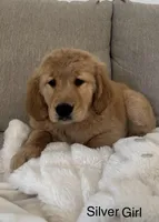 Orange Colllar boy , a male Golden Retriever for sale in Gilbert, AZ – Photo 2 of 4