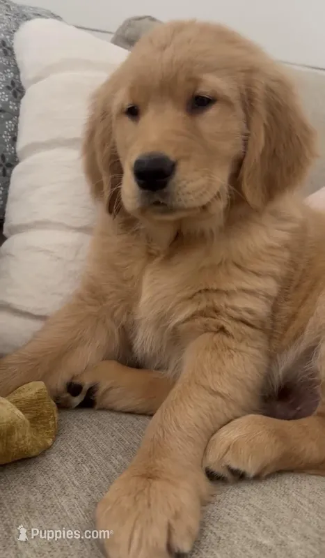 Orange Colllar boy  – Golden Retriever puppy for sale in Gilbert, AZ