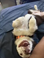 Luna, a female Miniature Australian Shepherd for sale in Sacramento, CA – 4 of 4