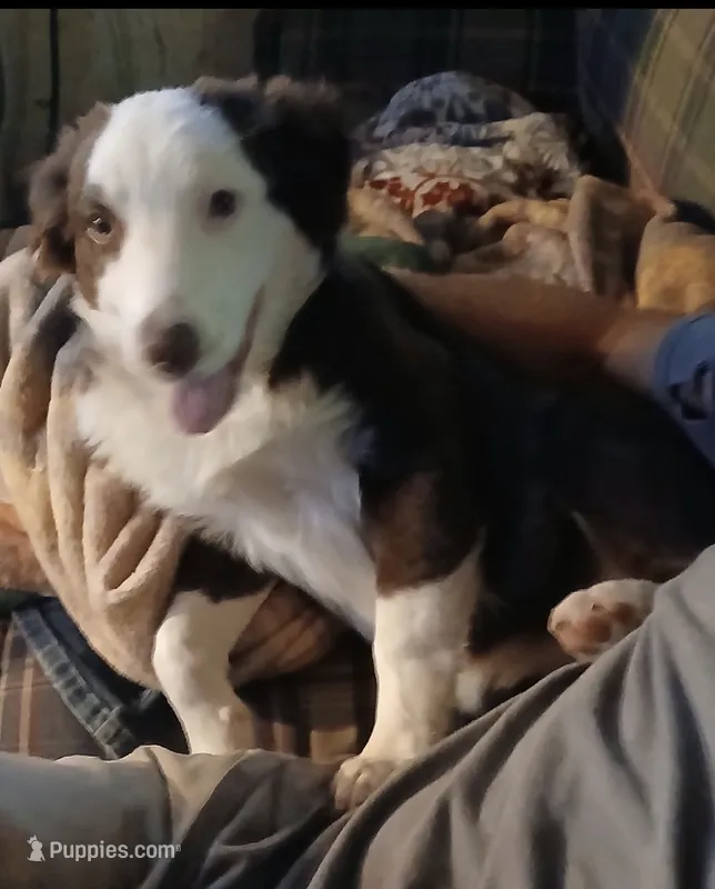 Luna – Miniature Australian Shepherd puppy for sale in Sacramento, CA