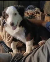 Luna, a female Miniature Australian Shepherd for sale in Sacramento, CA – 1 of 4