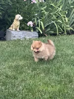 Lola, a female Pomeranian for sale in Lincoln Park, MI – 5 of 8