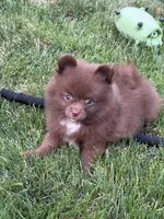 Brownie, a female Pomeranian for sale in Lincoln Park, MI – 6 of 8