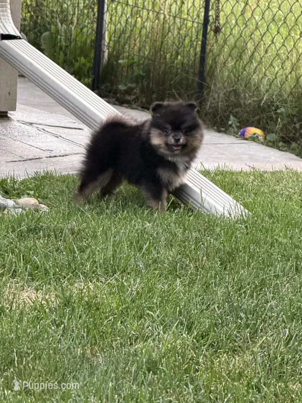 Max  – Pomeranian puppy for sale in Lincoln Park, MI
