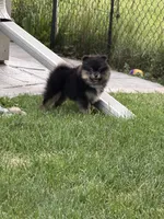 Max , a male Pomeranian for sale in Lincoln Park, MI – 1 of 3