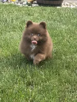 Brownie, a female Pomeranian for sale in Lincoln Park, MI – 8 of 8