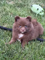 Brownie, a female Pomeranian for sale in Lincoln Park, MI – 4 of 8