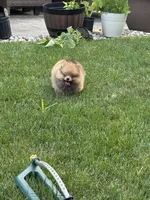 TEDDY , a male Pomeranian for sale in Lincoln Park, MI – 3 of 9