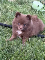 Brownie, a female Pomeranian for sale in Lincoln Park, MI – 2 of 8