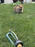 TEDDY , a male Pomeranian for sale in Lincoln Park, MI – 5 of 9