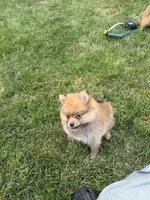 TEDDY , a male Pomeranian for sale in Lincoln Park, MI – 8 of 9