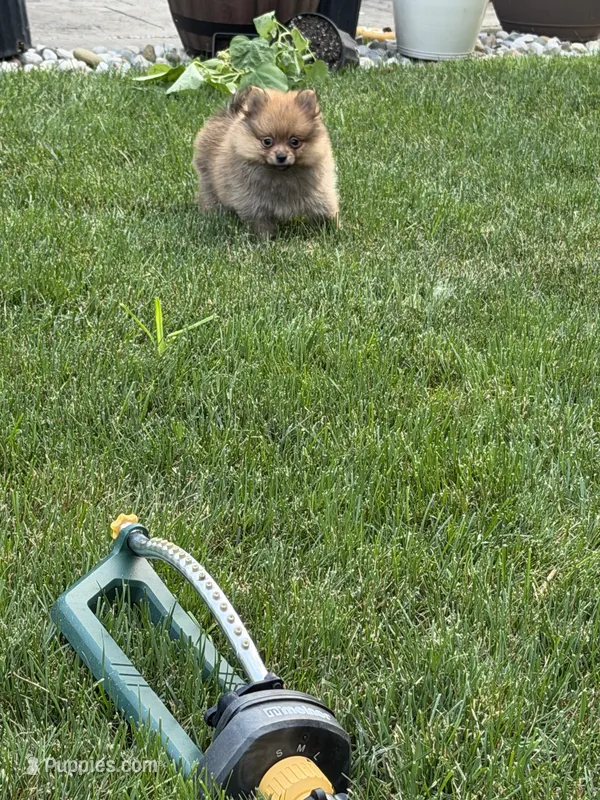 TEDDY  – Pomeranian puppy for sale in Lincoln Park, MI