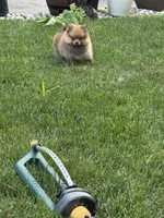 TEDDY , a male Pomeranian for sale in Lincoln Park, MI – 1 of 9