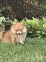 Lola, a female Pomeranian for sale in Lincoln Park, MI – 7 of 8