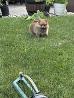 TEDDY , a male Pomeranian for sale in Lincoln Park, MI – 2 of 9