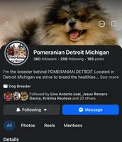 Max , a male Pomeranian for sale in Lincoln Park, MI – 2 of 3