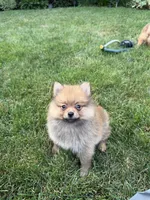 TEDDY , a male Pomeranian for sale in Lincoln Park, MI – 6 of 9