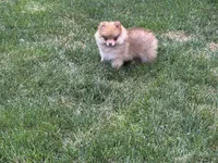 Lola, a female Pomeranian for sale in Lincoln Park, MI – 2 of 8
