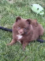 Brownie, a female Pomeranian for sale in Lincoln Park, MI – 3 of 8