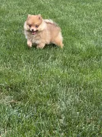Lola, a female Pomeranian for sale in Lincoln Park, MI – 1 of 8