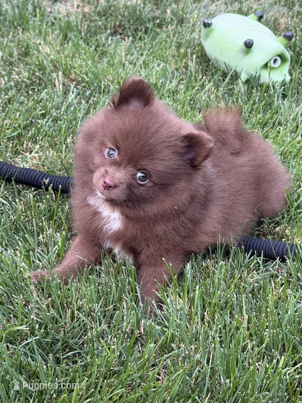 Brownie – Pomeranian puppy for sale in Lincoln Park, MI