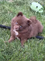 Brownie, a female Pomeranian for sale in Lincoln Park, MI – 1 of 8