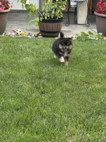 Max , a male Pomeranian for sale in Lincoln Park, MI – 3 of 3