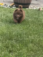 Brownie, a female Pomeranian for sale in Lincoln Park, MI – 5 of 8