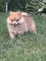 Lola, a female Pomeranian for sale in Lincoln Park, MI – 3 of 8