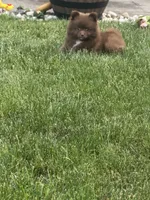 Brownie, a female Pomeranian for sale in Lincoln Park, MI – 7 of 8
