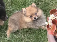 TEDDY , a male Pomeranian for sale in Lincoln Park, MI – 7 of 9