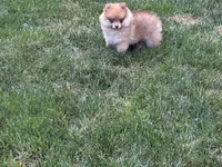 Lola, a female Pomeranian for sale in Lincoln Park, MI – 6 of 8