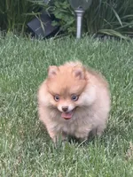 Lola, a female Pomeranian for sale in Lincoln Park, MI – 4 of 8