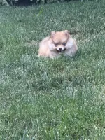 Lola, a female Pomeranian for sale in Lincoln Park, MI – 8 of 8