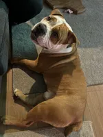 Juno , a male English Bulldog and American Pit Bull Terrier for sale in Augusta, GA – 3 of 4