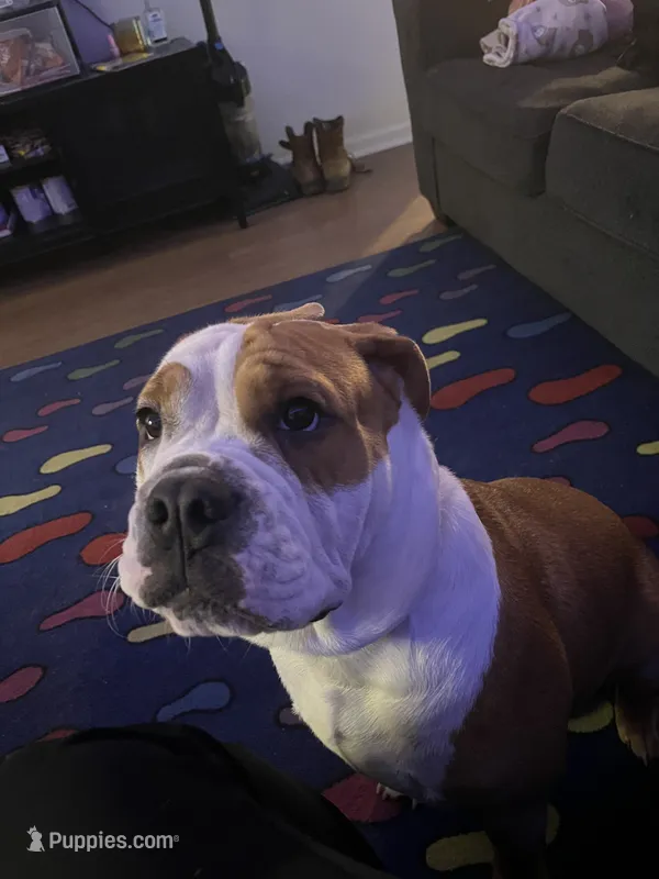 Juno  – English Bulldog, American Pit Bull Terrier puppy for sale in Augusta, GA
