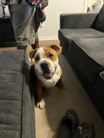 Juno , a male English Bulldog and American Pit Bull Terrier for sale in Augusta, GA – 4 of 4